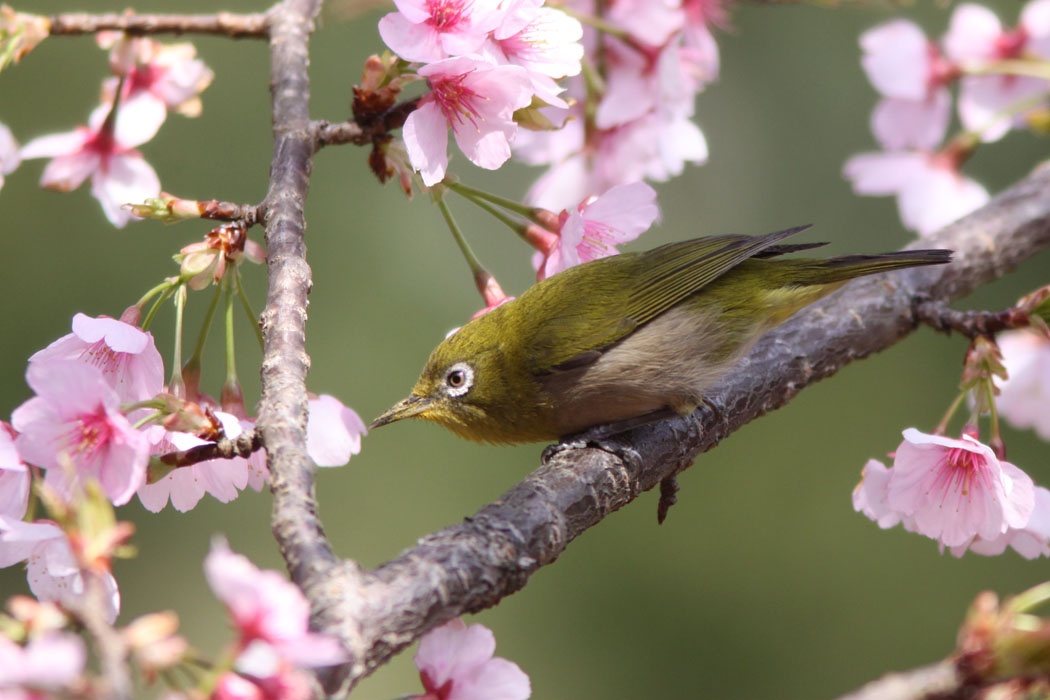 久しぶりの薬師池です　カワセミやメジロが目白押し？